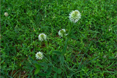 D_BLOM_0475_bergklaver_trifolium montanum