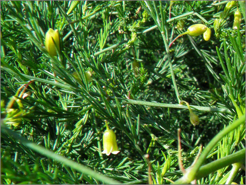 F_BLOM_0221_liggende asperge _asparagus officinalis subsp. prostratus
