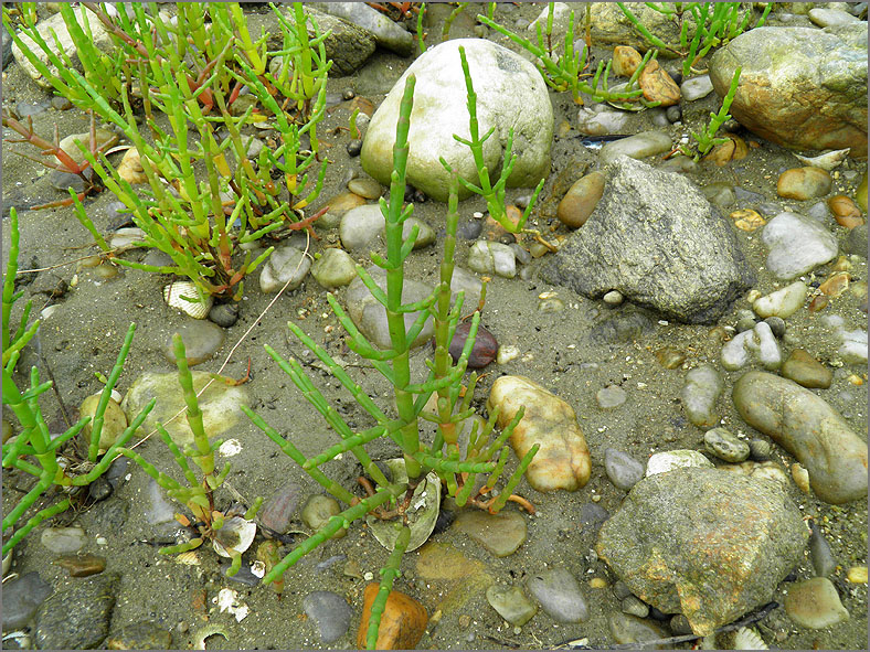 F_BLOM_0355_kortarige zeekraal_salicornia europaea