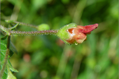 F_BLOM_0134_balm leaved figwort_scrophularia scorodonia