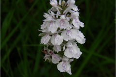F_BLOM_0194_gevlekte orchis_dactilorhiza maculata