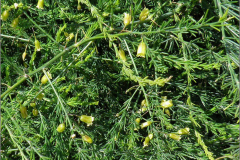 F_BLOM_0220_liggende asperge _asparagus officinalis subsp. prostratus