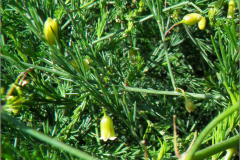 F_BLOM_0221_liggende asperge _asparagus officinalis subsp. prostratus