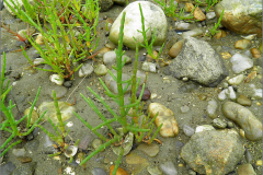 F_BLOM_0355_kortarige zeekraal_salicornia europaea