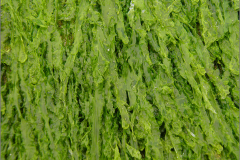 F_ZEEFL_0007_plat darmwier_algae sp