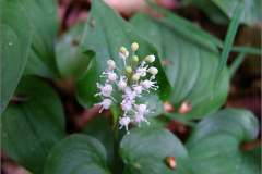 NL_ASPARA_0006_dalkruid_maianthenum bifolium