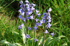NL_ASPERGE_0001_wilde hyacint_hyacinthoides non scripta