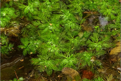 NL_SLEUBL_0007_waterviolier_hottonia palustris