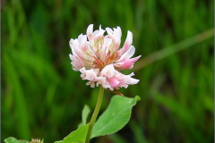 NL_VLINDR_0015_basterdklaver_trifolium hybridum