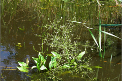 NL_WATWBR_0075_grote waterweegbree_alisma plantago aquatica
