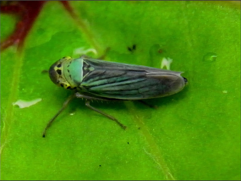 CIC_0037_groene rietcicade_cicadella viridis