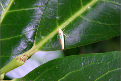 CIC_0003_rhododendroncicade_graphocephala fennahi