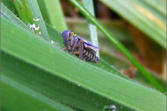 CIC_0008_groene rietcicade_cicadella viridis