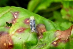 CIC_0036_groene rietcicade_cicadella viridis