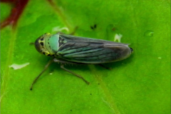 CIC_0037_groene rietcicade_cicadella viridis