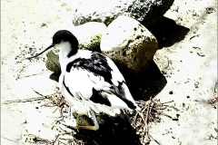 EI_0048_kluut_recurvirostra avosetta
