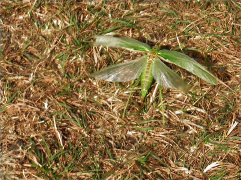 SPRH_0041_groene sabelsprinkhaan_tettigonia viridissima
