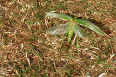 SPRH_0041_groene sabelsprinkhaan_tettigonia viridissima
