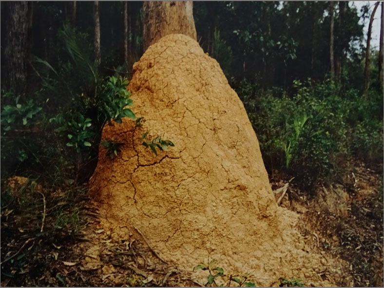 TERM_0001_Australië_termieten_isoptera