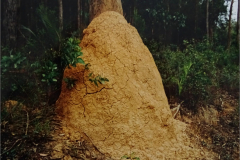TERM_0001_Australië_termieten_isoptera