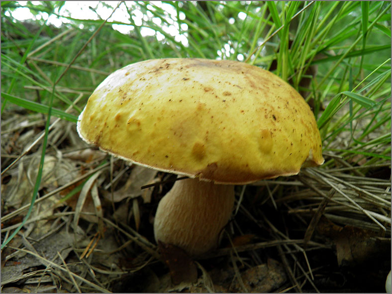 H_PDST_0050_russula sp_ russula sp