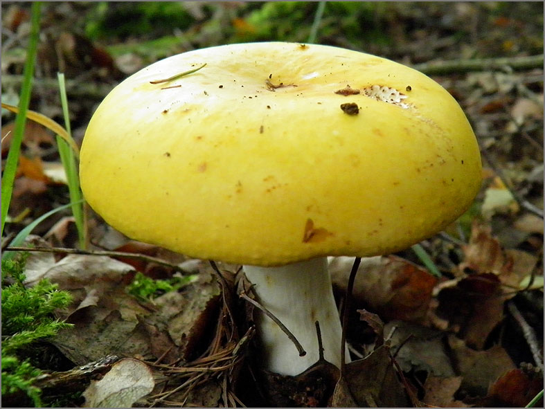 H_PDST_0051_russula sp_ russula sp