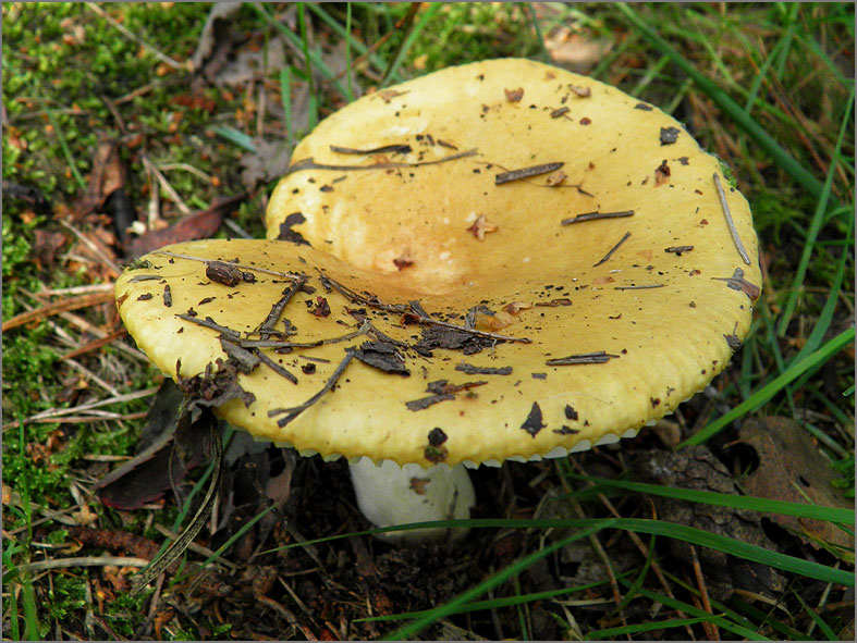 H_PDST_0052_russula sp_ russula sp