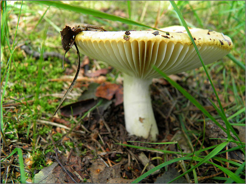 H_PDST_0053_russula sp_ russula sp