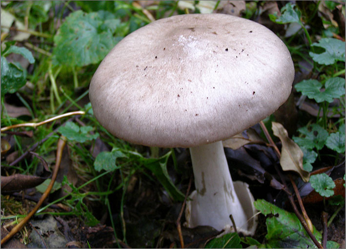 H_PDST_0108_russula sp_ russula sp