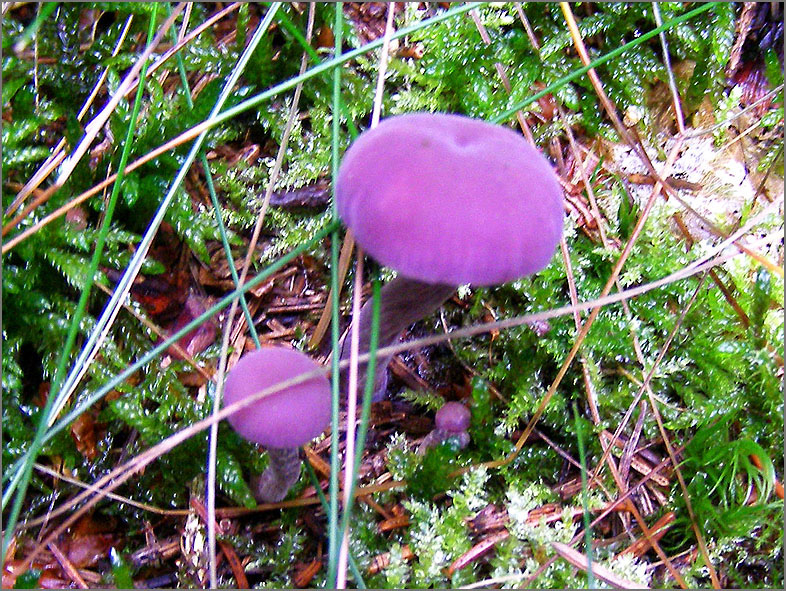 H_PDST_0205_rode koolzwam_laccaria amethystea