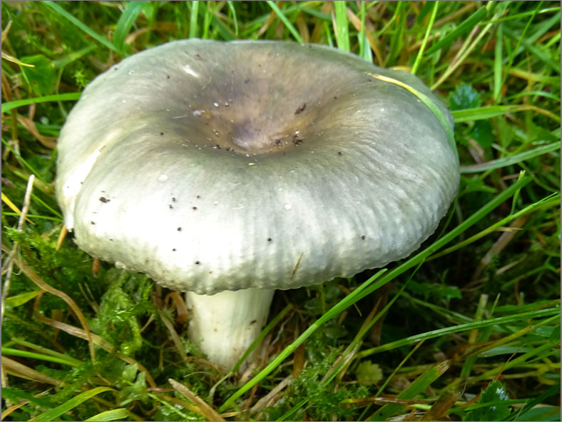 H_PDST_0441_russula sp_ russula sp