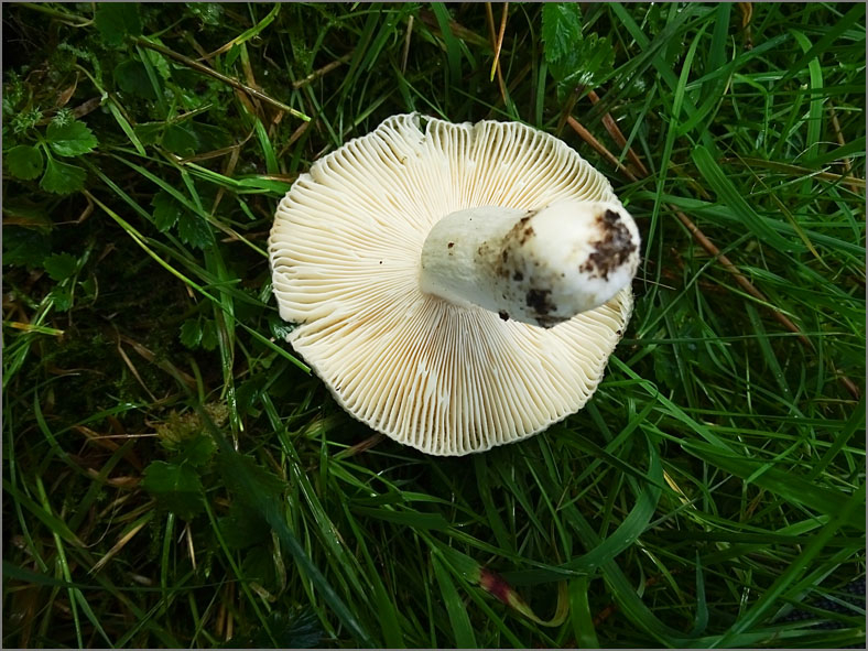 H_PDST_0442_russula sp_ russula sp