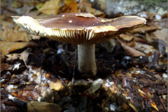 H_PDST_0046_russula sp_ russula sp