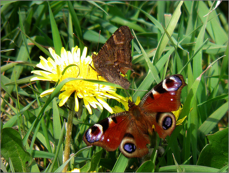 PAR_VLI_0002_vlinders_speels_lepidoptera sp