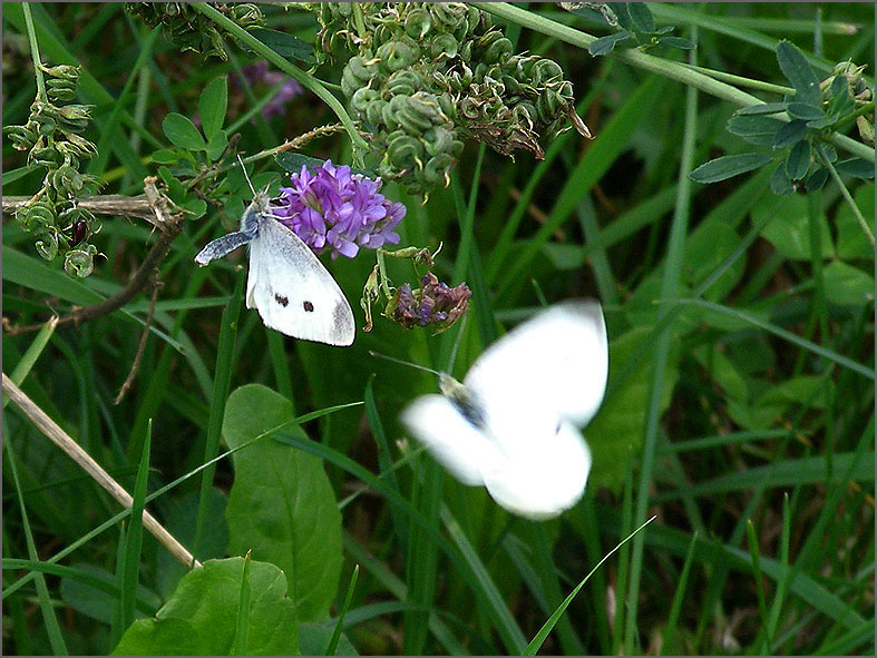 PAR_VLI_0003_vlinders_speels_lepidoptera sp