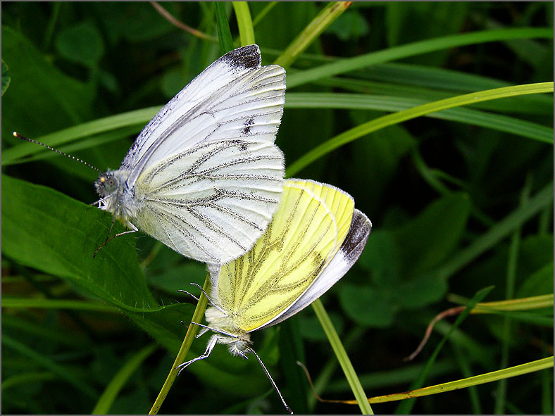 PAR_VLI_0014_vlinders_lepidoptera sp
