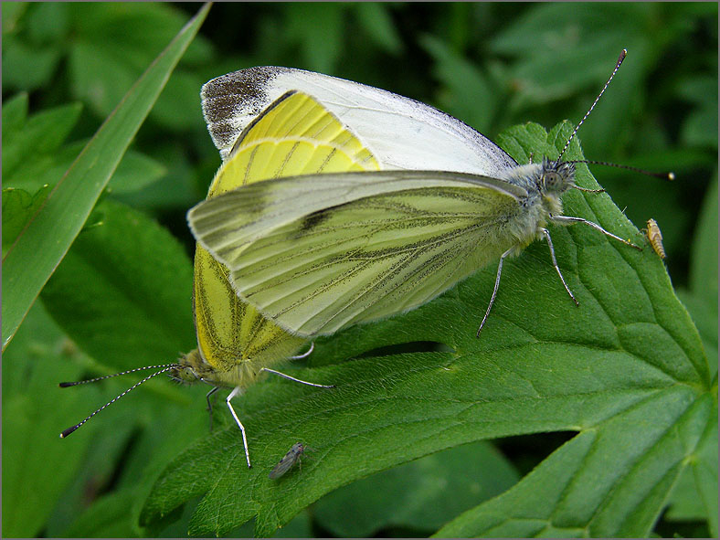 PAR_VLI_0015_vlinders_lepidoptera sp