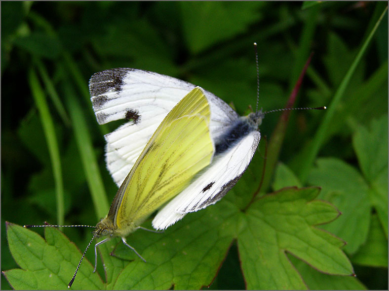PAR_VLI_0016_vlinders_lepidoptera sp