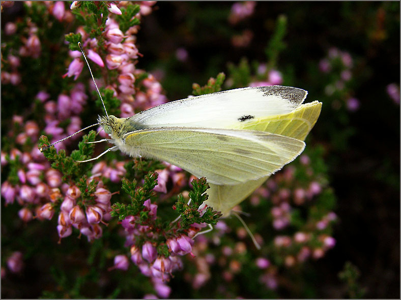 PAR_VLI_0018_vlinders_lepidoptera sp