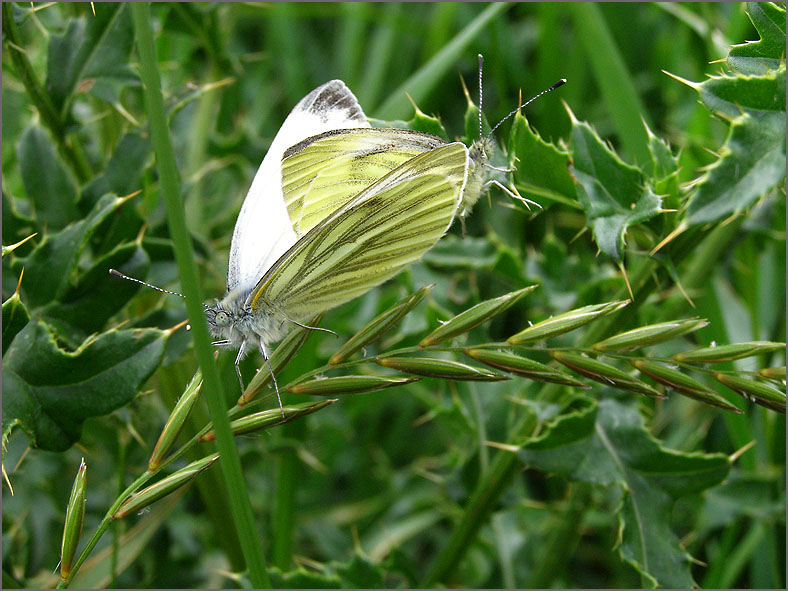 PAR_VLI_0022_vlinders_lepidoptera sp