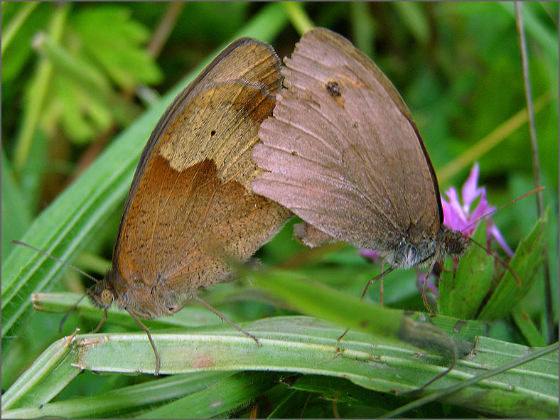 PAR_VLI_0030_vlinders_lepidoptera sp