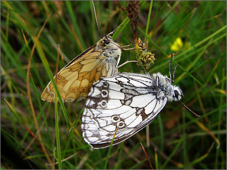 PAR_VLI_0035_vlinders_lepidoptera sp