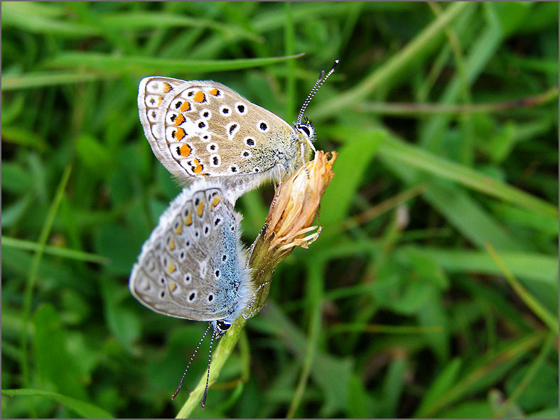 PAR_VLI_0040_vlinders_lepidoptera sp