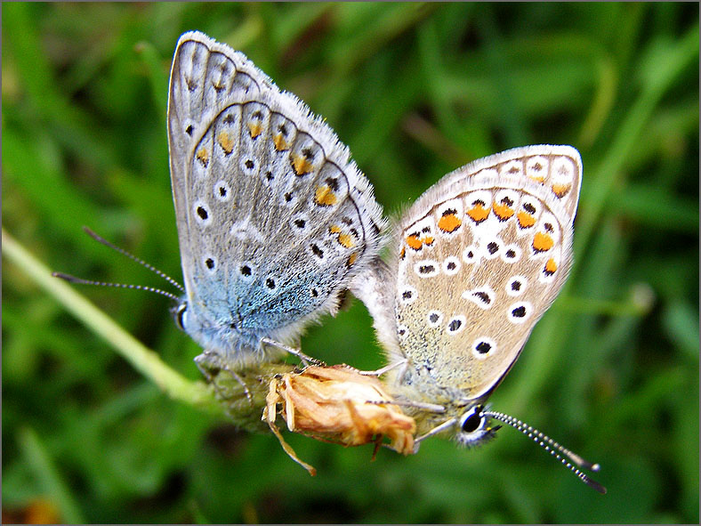 PAR_VLI_0041_vlinders_lepidoptera sp