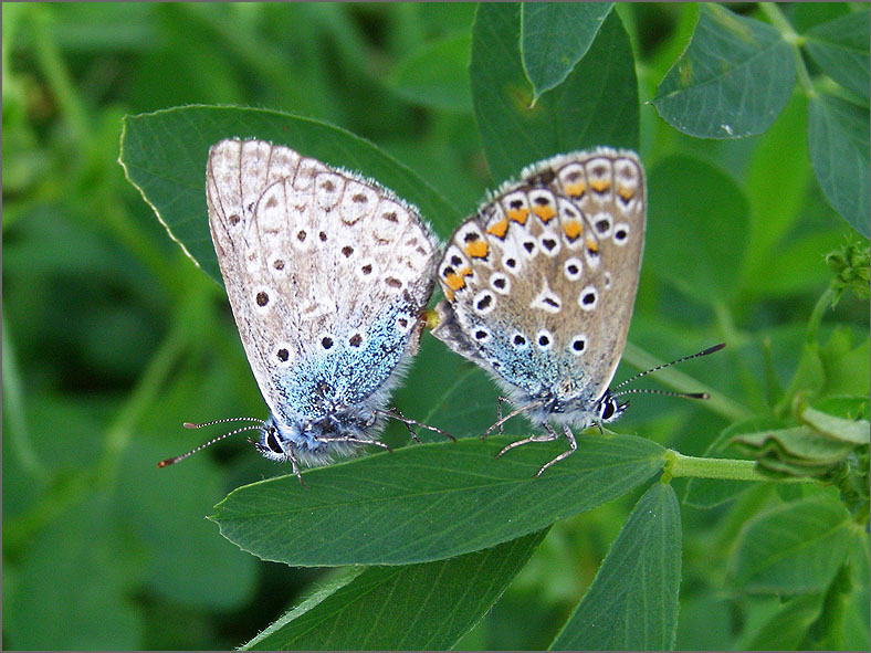 PAR_VLI_0042_vlinders_lepidoptera sp