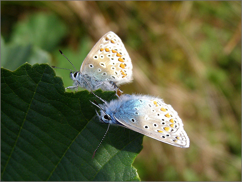 PAR_VLI_0043_vlinders_lepidoptera sp