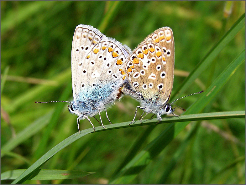 PAR_VLI_0045_vlinders_lepidoptera sp