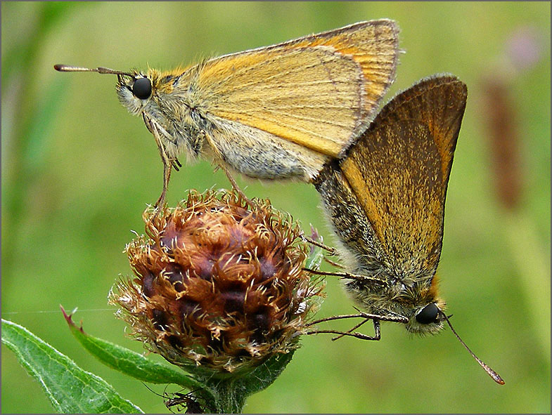PAR_VLI_0050_vlinders_lepidoptera sp