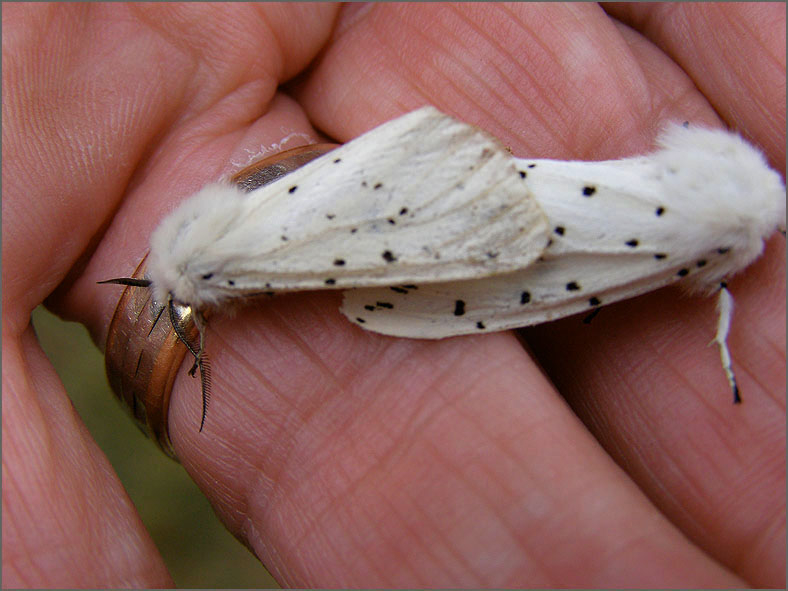 PAR_VLI_0055_vlinders_lepidoptera sp