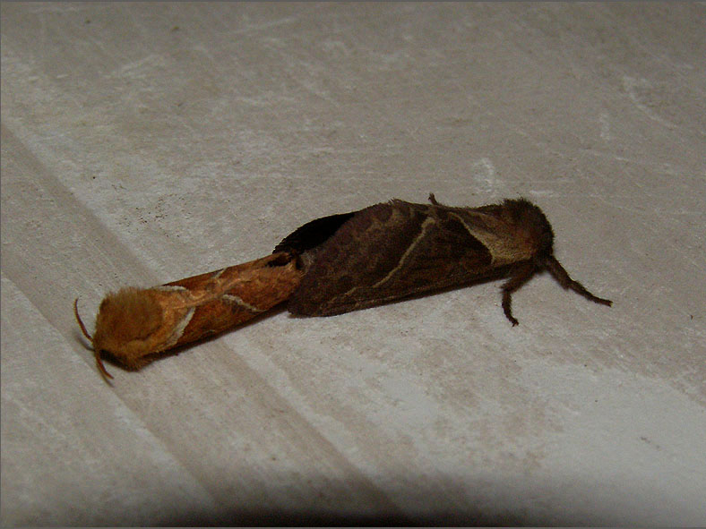 PAR_VLI_0056_vlinders_lepidoptera sp